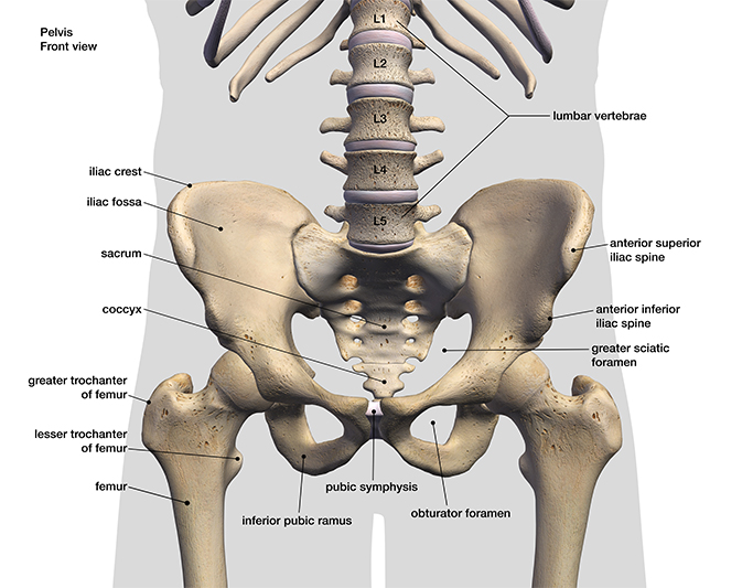 pelvic bone labeled.bmp (790×443)  Pelvic bone, Pelvic pain, Pelvis anatomy